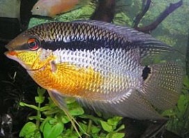 Mesonauta vlagcichlide5